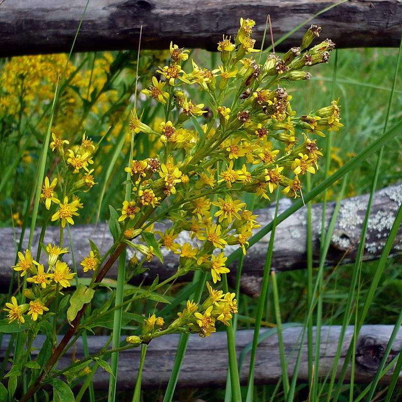 Изображение особи Solidago virgaurea.