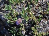 Rhinactinidia eremophila