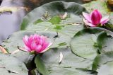 Nymphaea × marliacea. Цветущие растения с отдыхающей лягушкой. Краснодарский край, Динской р-н, окр. станицы Пластуновская, правый берег р. Ставок, монастырь Богоматери Всецарицы. 09.08.2018.