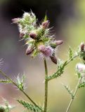 Cirsium polyacanthum