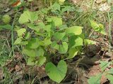 Viola mirabilis