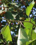 Crataegus submollis