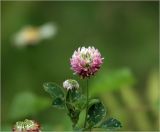 Trifolium hybridum