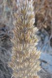 Rosularia subspicata