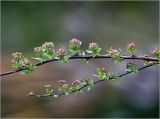 Spiraea × cinerea