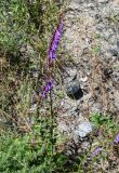 Campanula rapunculoides