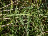 Centaurea apiculata. Лист с повреждениями. Тверская обл., Конаковский р-н, окр. г. Дубна, берег канала им. Москвы в 600 м юго-восточнее паромной переправы №1. 10.09.2022.