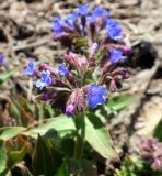 Pulmonaria mollis. Соцветие. Бурятия, Кабанский р-н, обочина дороги. 22.05.2023.