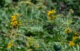 Tanacetum vulgare