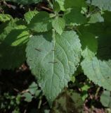 Stachys sylvatica. Лист и пазушный побег. Пермский край, Добрянский р-н, окр. с. Полазна, опушка в хвойном лесу. 30.07.2023.