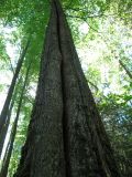 Tilia cordata