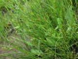 Juncus compressus. Плодоносящие растения. Татарстан, Бугульминский р-н. 11.06.2011.