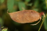 Vicia cassubica