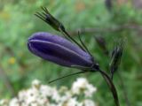 Campanula rotundifolia