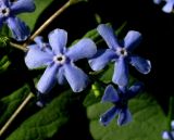 Brunnera sibirica