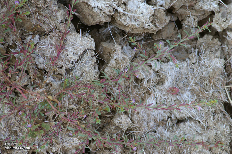 Image of Lythrum tribracteatum specimen.