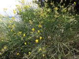 Spartium junceum. Цветущие и плодоносящие растения. Испания, автономное сообщество Каталония, провинция Барселона, г. Барселона, гора Монжуик. 8 июля 2012 г.