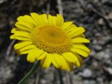 Anthemis tinctoria