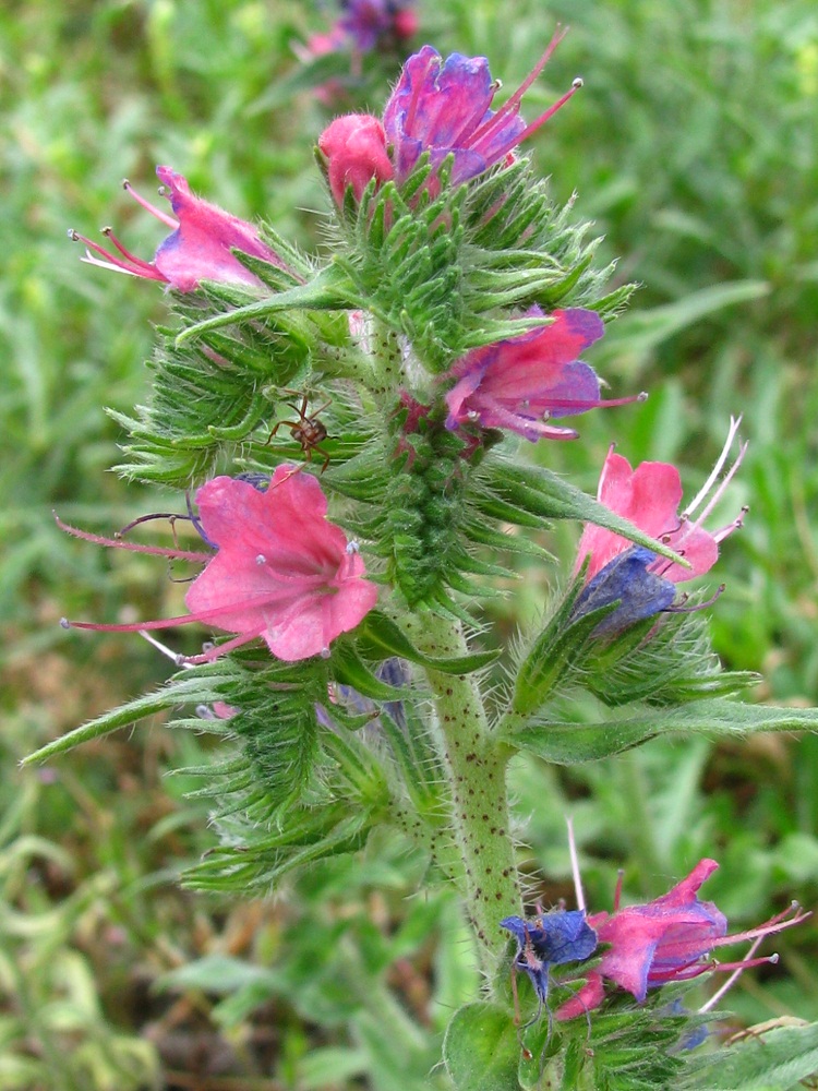 Изображение особи Echium vulgare.