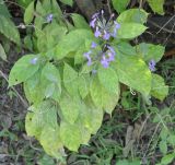 Pseuderanthemum crenulatum. Цветущее растение (Pseuderanthemum graciliflorum (Nees) Ridl.). Таиланд, остров Тао. 25.06.2013.