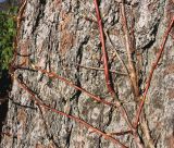 Hydrangea petiolaris. Веточки с развивающимися почками. Германия, г. Bad Lippspringe, Kaiser-Karls Park. 02.02.2014.