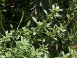Amaranthus blitoides. Стебли (длина листьев не более 2 см). Узбекистан, г. Ташкент. 17 августа 2008 г.