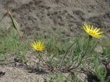 Tragopogon pusillus