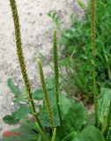 Plantago major