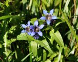 Gentiana septemfida. Верхушка цветущего растения. Карачаево-Черкесия, окр. пос. Домбай, долина р. Домбай-Ульген. 30.07.2014.