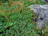 Salix berberifolia. Цветущие растения. Тува, Тоджинский р-н, долина р. Аржаан-Хем (выс. около 1700 м н.у.м.), горная тундра. 07.07.2015.