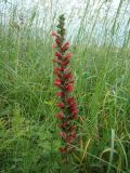 Echium russicum. Соцветие. Пензенская обл., ГПЗ \"Приволжская лесостепь\", уч-к \"Кунчеровская степь\". 12 июня 2013 г.