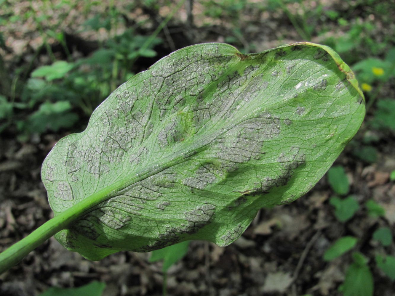 Изображение особи Arum maculatum.