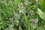 Lamium album