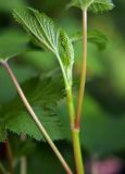 Ribes scandicum