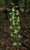 Platanthera chlorantha. Соцветие. Крым, Байдарская долина, окр. с. Кизиловое, лиственный лес. 9 июня 2016 г.