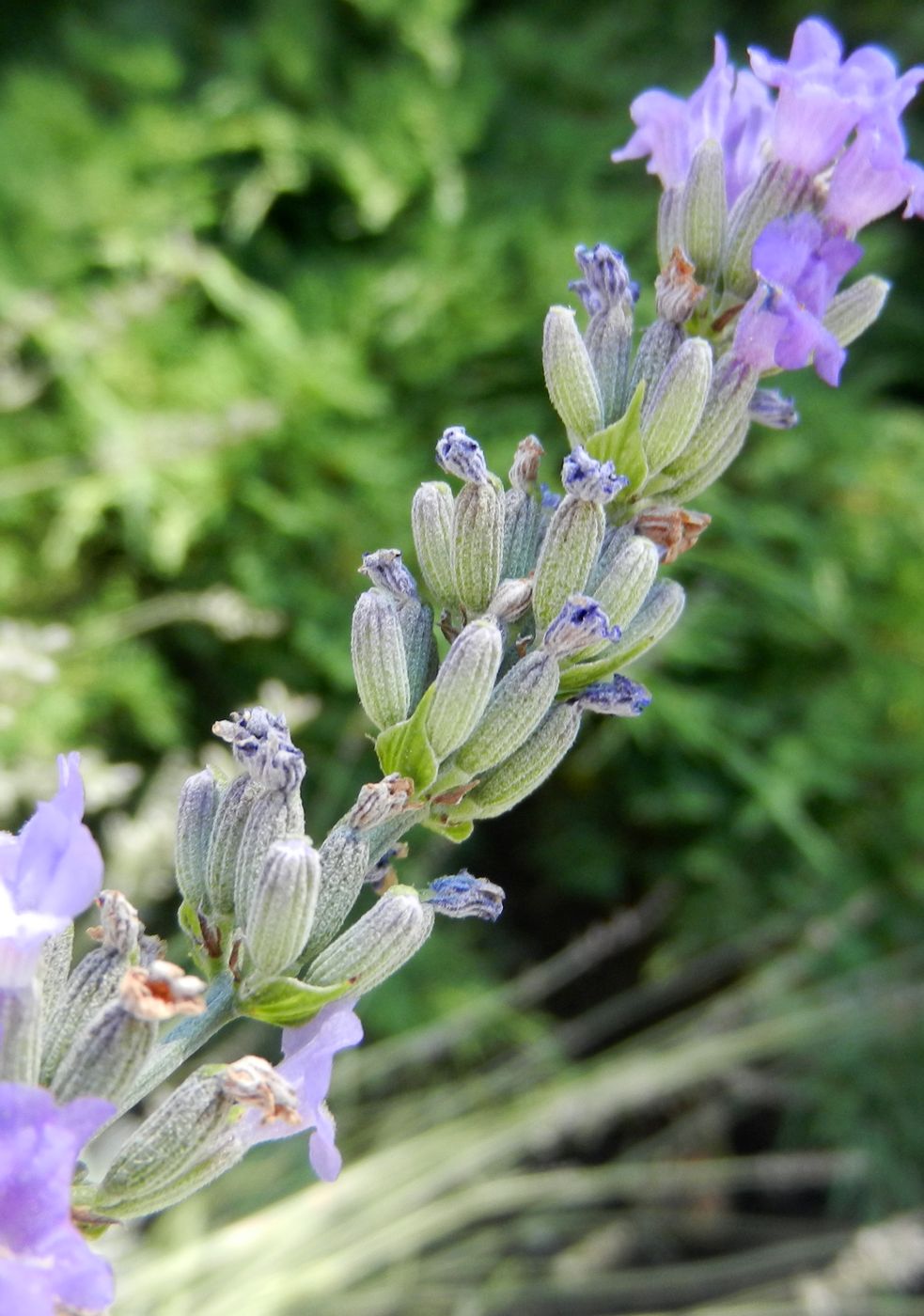 Изображение особи Lavandula angustifolia.