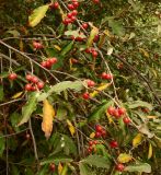 Elaeagnus umbellata