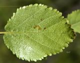 Betula divaricata. Лист (нижняя сторона). Якутия, Мегино-Кангаласский улус, заболоченность на надпойменной террасе. Начало августа.