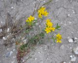 Haplophyllum thesioides