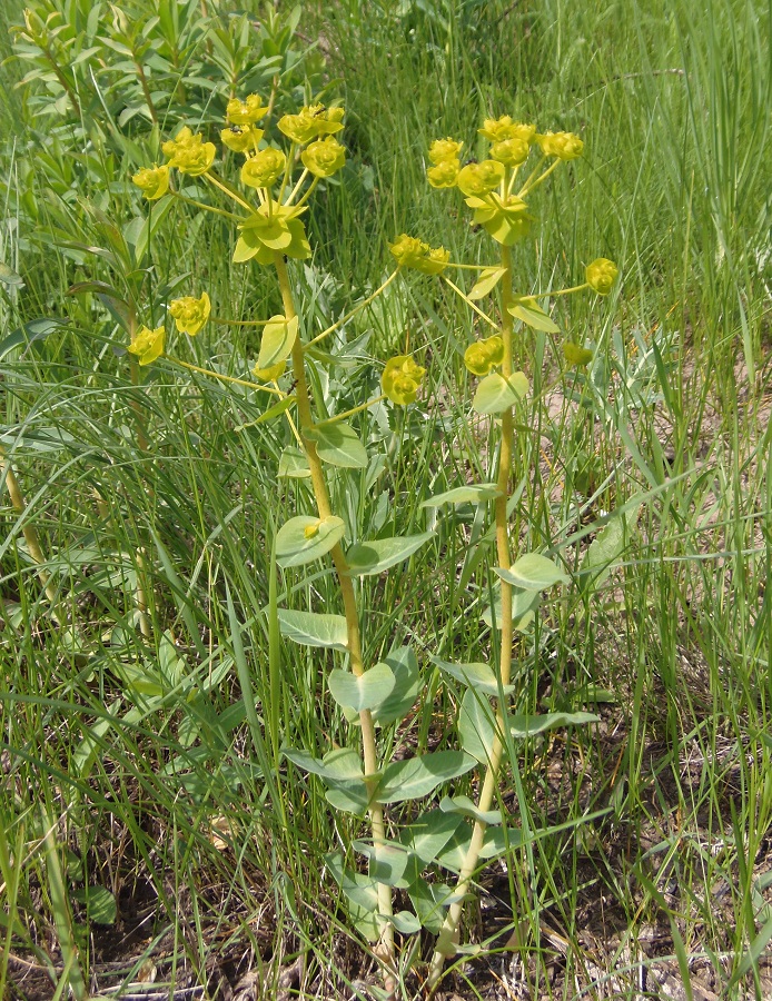 Изображение особи Euphorbia agraria.