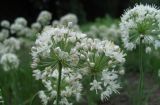 Allium denudatum