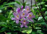 Rhododendron ponticum. Соцветие. Адыгея, Фишт-Оштеновский массив, юго-восточный склон горы Фишт, ≈ 1700 м н.у.м., буковый лес. 05.07.2017.