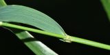 Elymus ciliaris