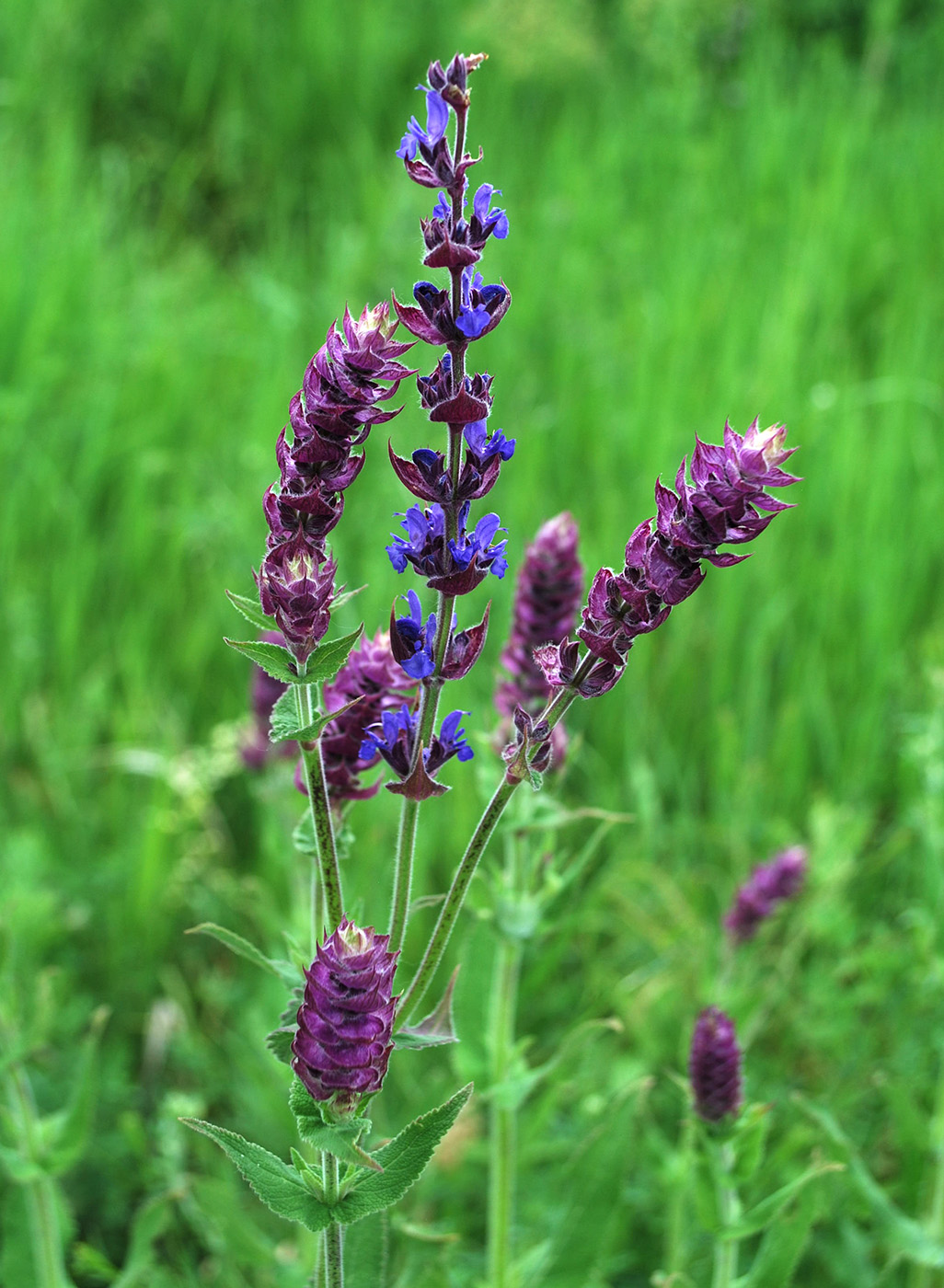 Изображение особи Salvia tesquicola.