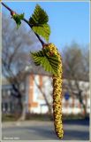 Betula pendula