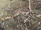 genus Crataegus. Верхушка покоящейся ветви. Краснодарский край, окр. г. Анапа, близ приморского обрыва. 26.02.2017.
