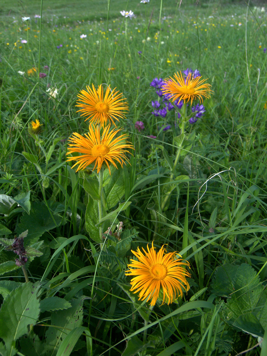 Изображение особи Inula orientalis.