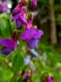 Lathyrus vernus