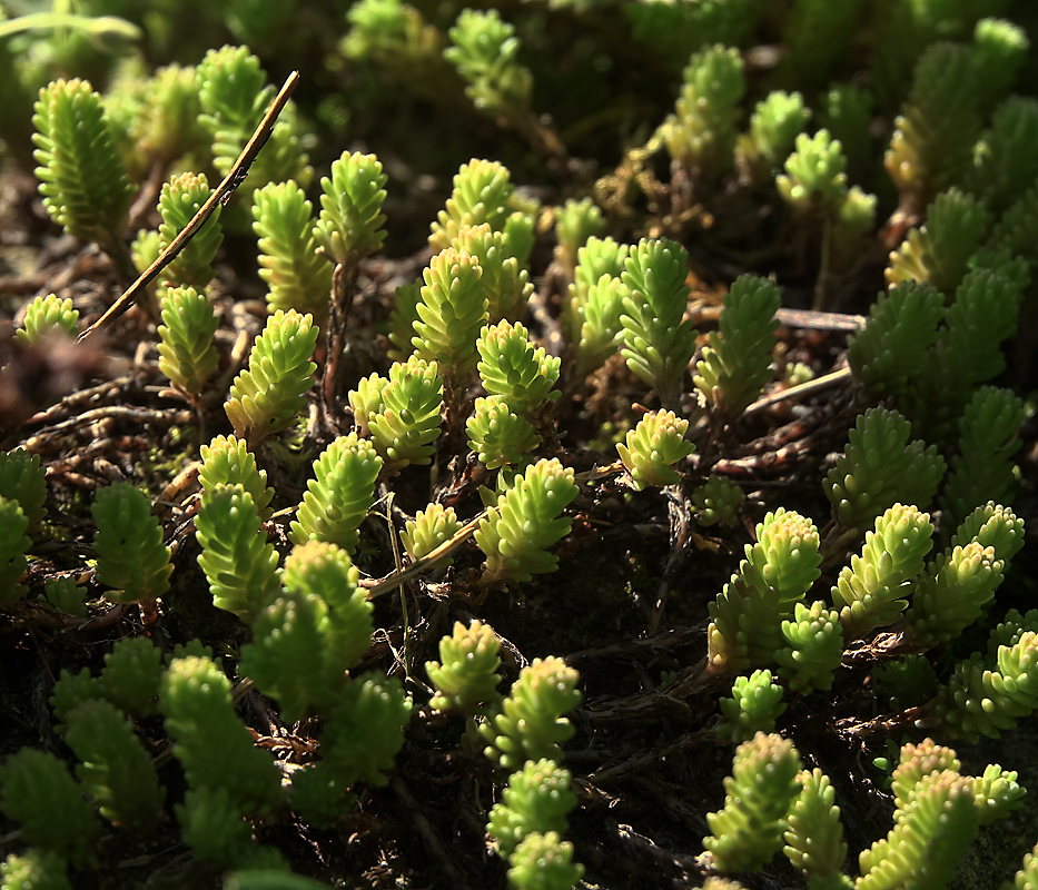 Изображение особи Sedum sexangulare.