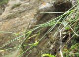 Dianthus elbrusensis